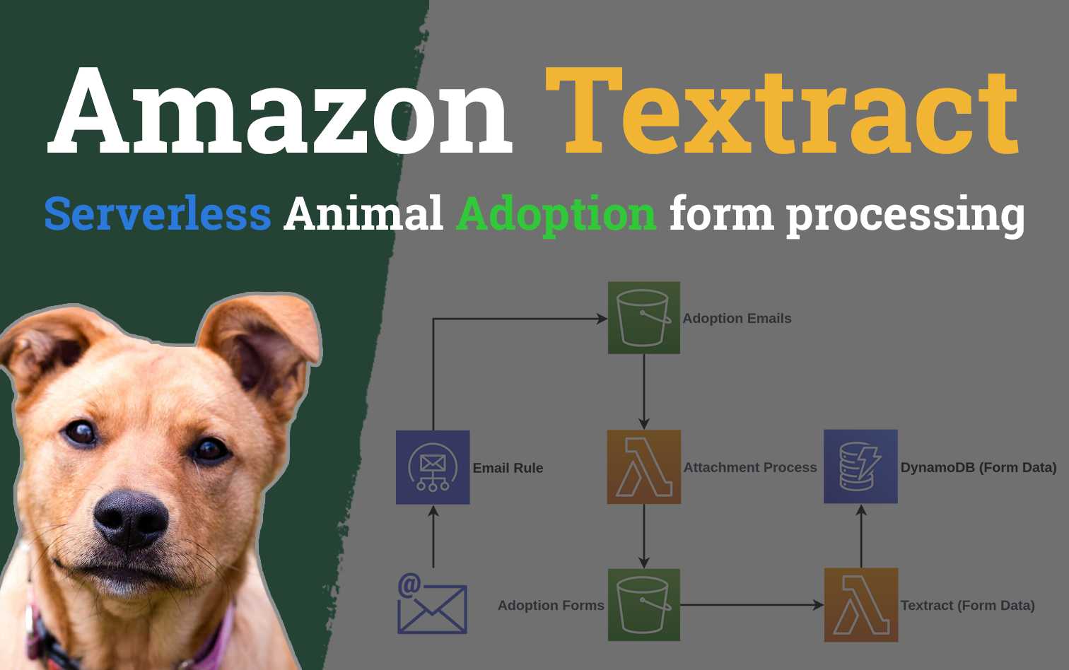 Processing Animal adoption papers with Amazon Textract