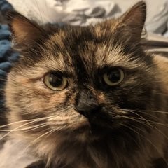 Sample cat image