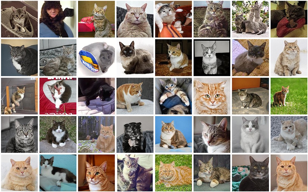 These Cats Do Not Exist Sample